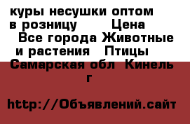 куры несушки.оптом 160 в розницу 200 › Цена ­ 200 - Все города Животные и растения » Птицы   . Самарская обл.,Кинель г.